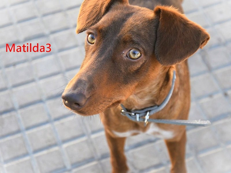 Matilda3 geb. 08/2024 (ESP) - liebenswerte, fröhliche und freundliche Podenca!