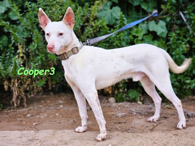 Cooper3 geb. 03/2022 (ESP) - lieber, aktiver und anhänglicher Podenco-Bub sucht ein Zuhause!