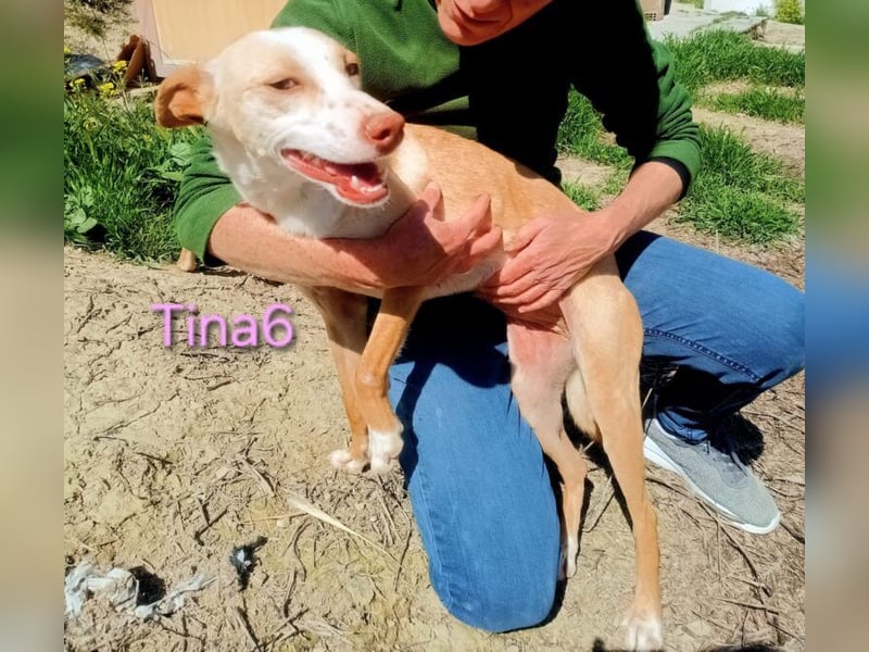 Tina6 geb. 09/2023 (ESP) - aktive, fröhliche, edle und sehr liebe Podenca sucht ein Zuhause!