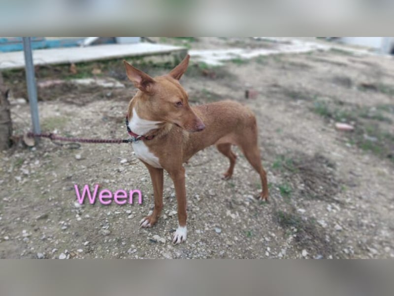 Ween geb. 10/2023 (ESP) - verschmuste und fröhliche Podenco Hündin sucht ihr Für-immer-Zuhause!