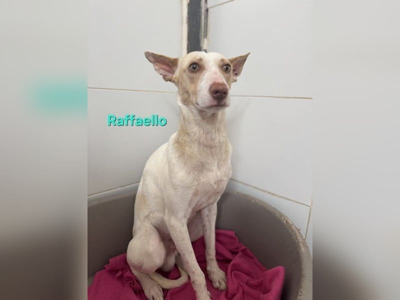 Raffaello geb. 02/2024 (ESP) - feiner, sensibler Podenco sucht sein Körbchen!