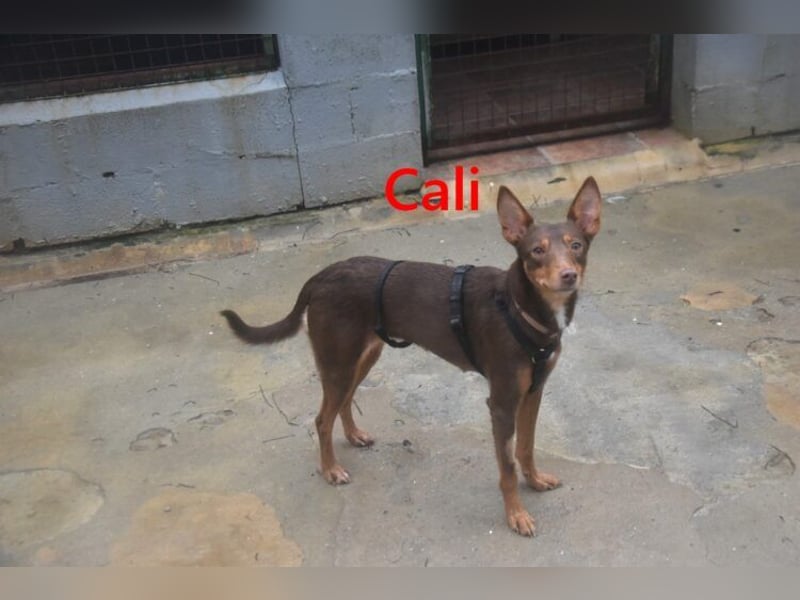 Cali geb. 05/2024 (ESP) - sehr süße, freundliche und menschenbezogene Podenco Orito Hündin!