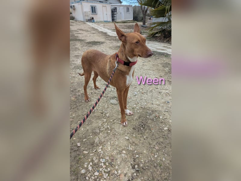 Ween geb. 10/2023 (ESP) - verschmuste und fröhliche Podenco Hündin sucht ihr Für-immer-Zuhause!