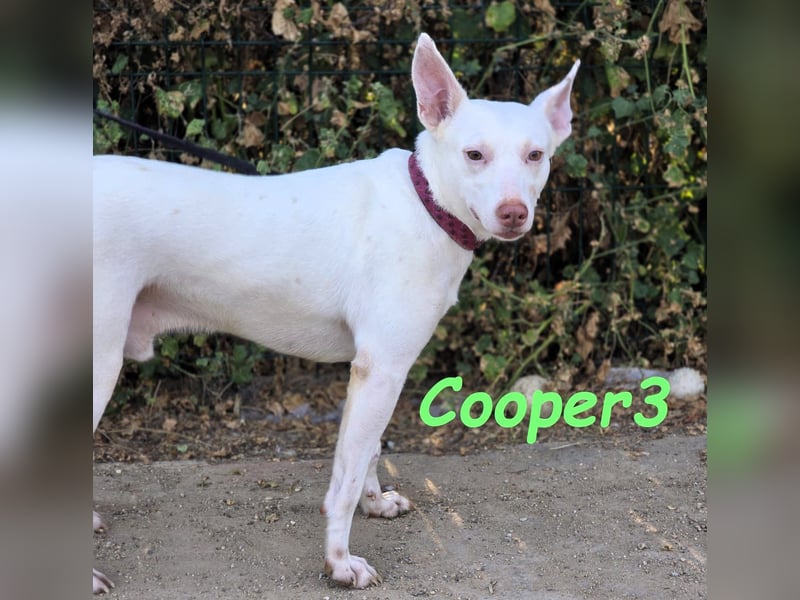 Cooper3 geb. 03/2022 (ESP) - lieber, aktiver und anhänglicher Podenco-Bub sucht ein Zuhause!