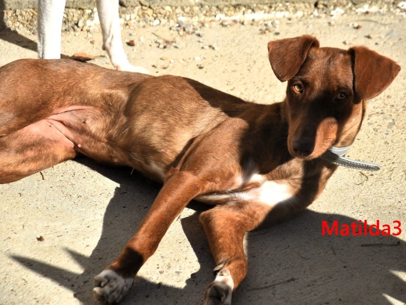 Matilda3 geb. 08/2024 (ESP) - liebenswerte, fröhliche und freundliche Podenca!