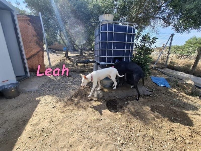 Leah geb. 07/2025 (ESP) - unkompliziert und wahnsinnig süß!
