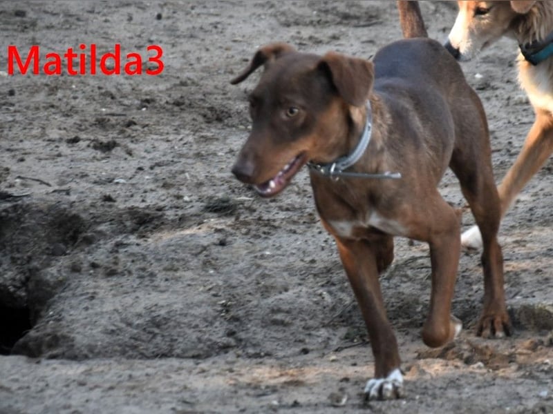Matilda3 geb. 08/2024 (ESP) - liebenswerte, fröhliche und freundliche Podenca!