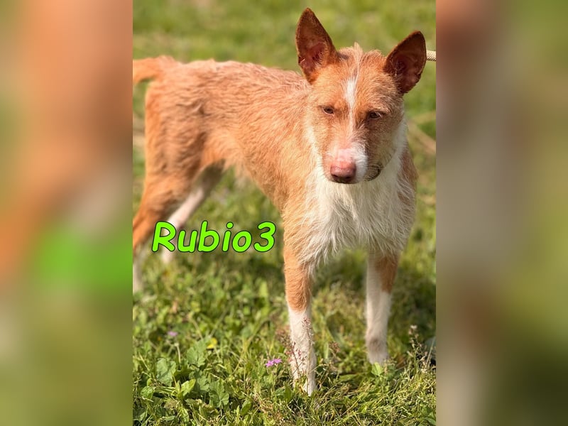 Rubio3 geb. 12/2024 (ESP) - freundlicher, kleiner Podenco-Rüde sucht sein Körbchen!