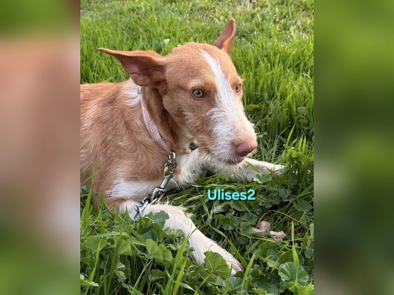 Ulises2 geb. 05/2025 (ESP) - fröhlicher und menschenbezogener Podenco Welpe sucht eine Familie!