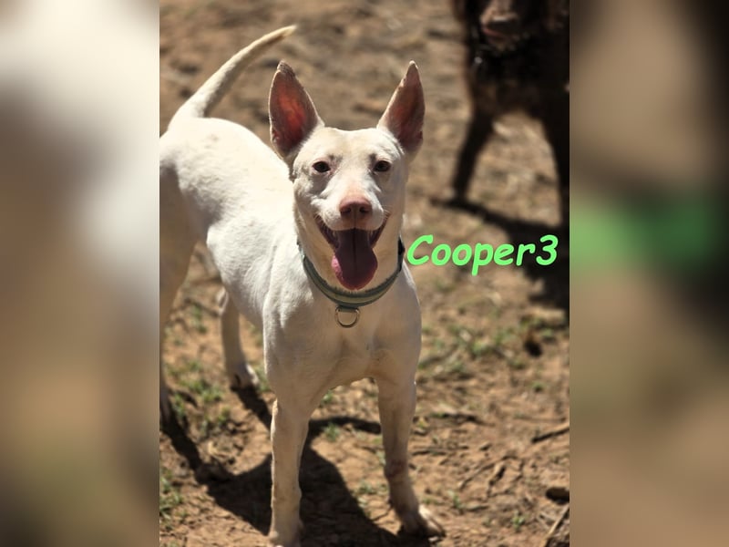 Cooper3 geb. 03/2022 (ESP) - lieber, aktiver und anhänglicher Podenco-Bub sucht ein Zuhause!