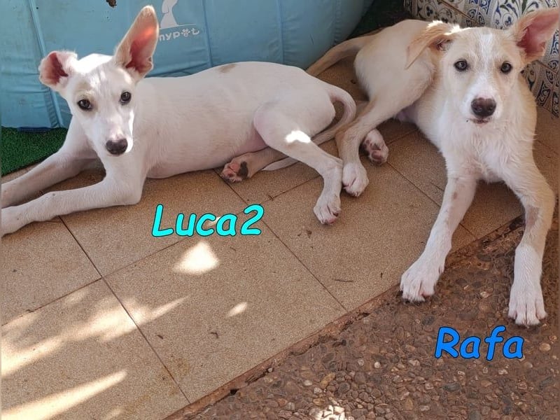 Luca2 geb. 01/2026 (ESP) - wunderschöner Podencojunge sucht dringend einen Platz!