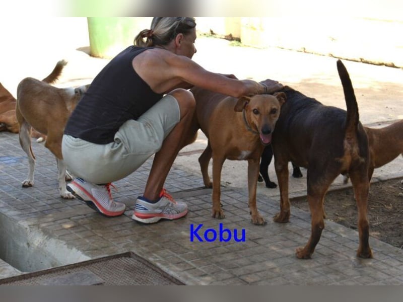 Kobu geb. 08/2023 (ESP) - menschenbezogener, wundervoller Podenco!
