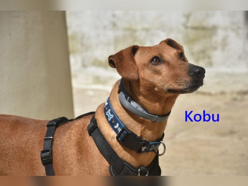 Kobu geb. 08/2023 (ESP) - menschenbezogener, wundervoller Podenco!