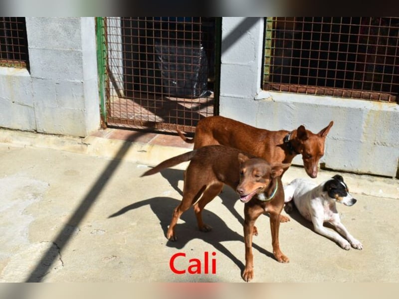 Cali geb. 05/2024 (ESP) - sehr süße, freundliche und menschenbezogene Podenco Orito Hündin!