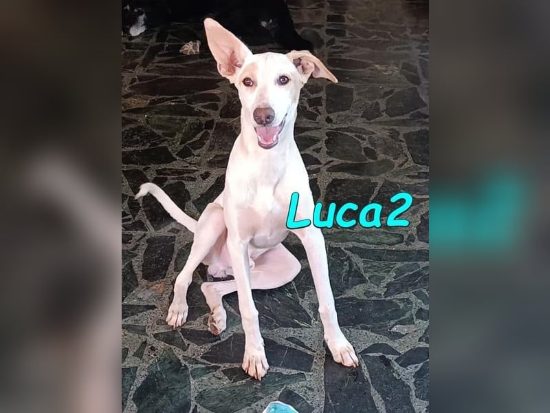 Luca2 geb. 01/2026 (ESP) - wunderschöner Podencojunge sucht dringend einen Platz!
