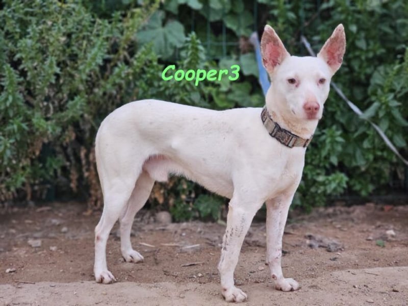 Cooper3 geb. 03/2022 (ESP) - lieber, aktiver und anhänglicher Podenco-Bub sucht ein Zuhause!