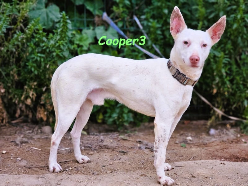 Cooper3 geb. 03/2022 (ESP) - lieber, aktiver und anhänglicher Podenco-Bub sucht ein Zuhause!