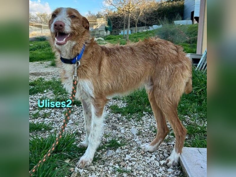 Ulises2 geb. 05/2025 (ESP) - fröhlicher und menschenbezogener Podenco Welpe sucht eine Familie!