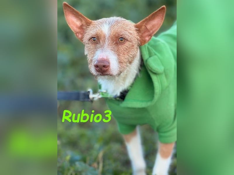 Rubio3 geb. 12/2024 (ESP) - freundlicher, kleiner Podenco-Rüde sucht sein Körbchen!