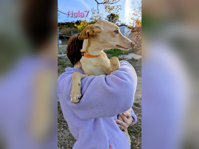 Nala7 geb. 11/2024 (ESP) - fröhliche und verschmuste Podenco Maus sucht ihre eigene Familie!