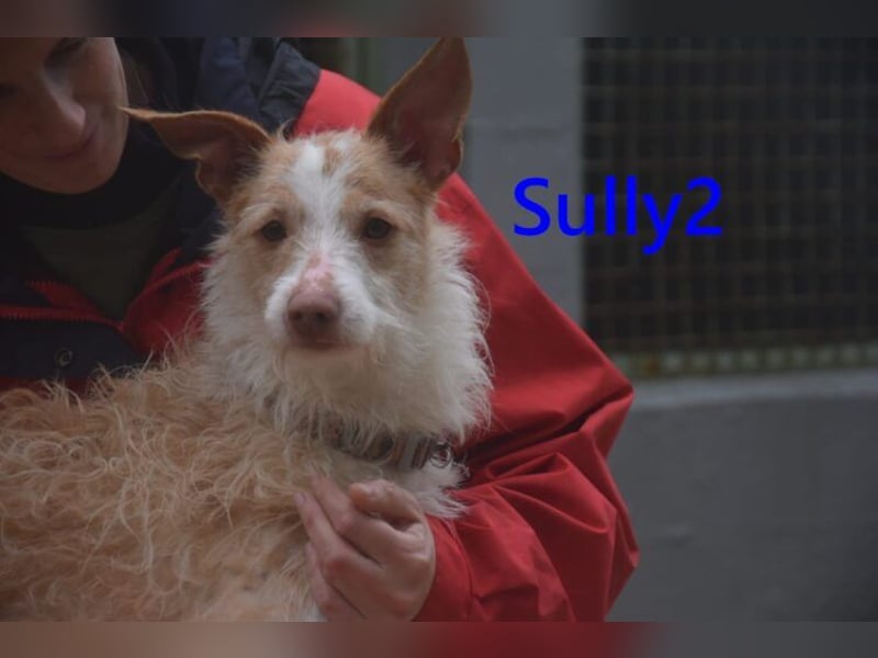 Sully2 geb. 02/2025 (ESP) - süßer Podenco-Rüde sucht dringend ein ruhiges + liebevolles Zuhause!