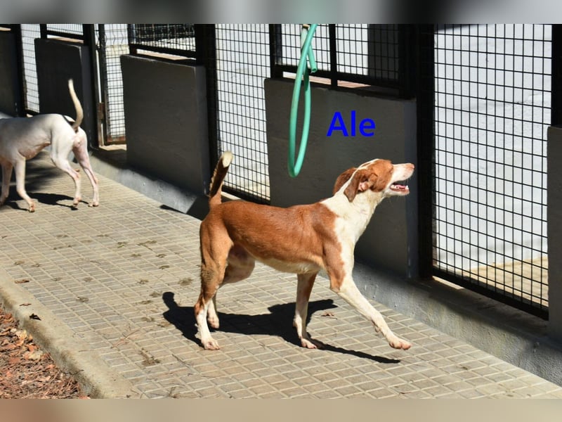 Ale, geb. 04/2021 (ESP) Freundlicher und Verschmuster Rüde sucht sein Glück