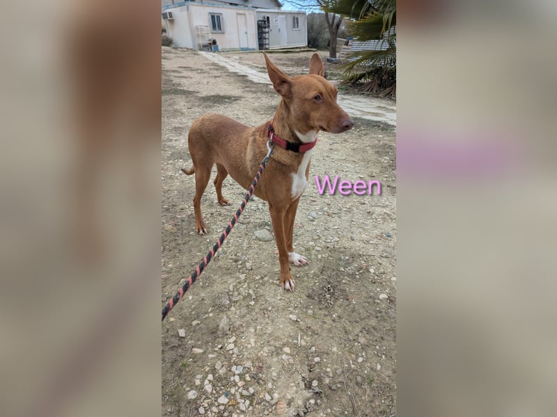 Ween geb. 10/2023 (ESP) - bildhübsche, verschmuste und fröhliche Podenca!