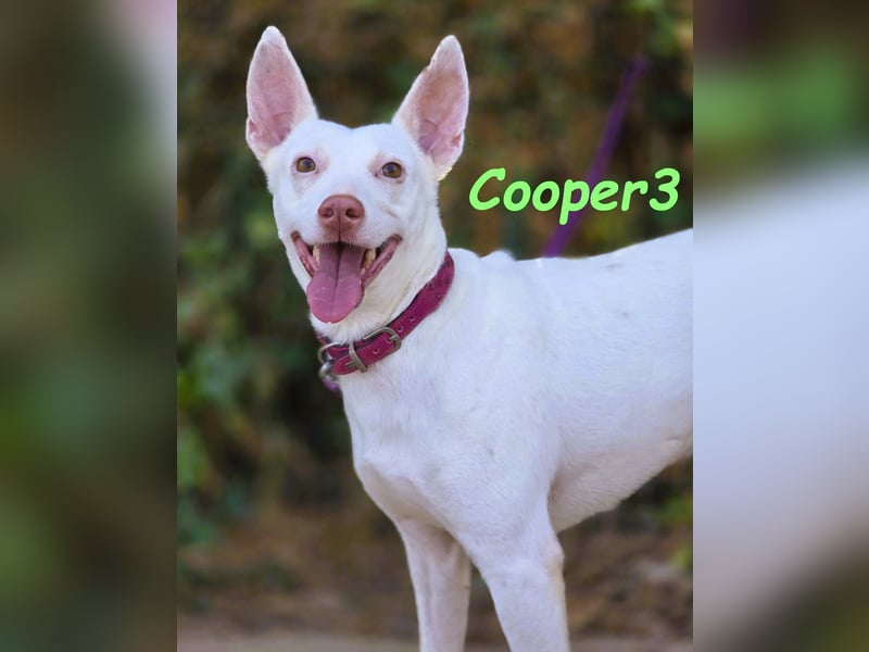 Cooper3 geb. 03/2022 (ESP) - lieber, aktiver und anhänglicher Podenco-Bub sucht ein Zuhause!