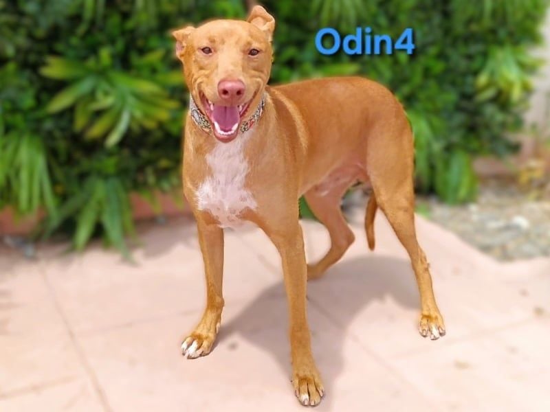 Odin4 geb. 01/2024 (ESP) - liebenswerter, edler und sanfter Podenco!