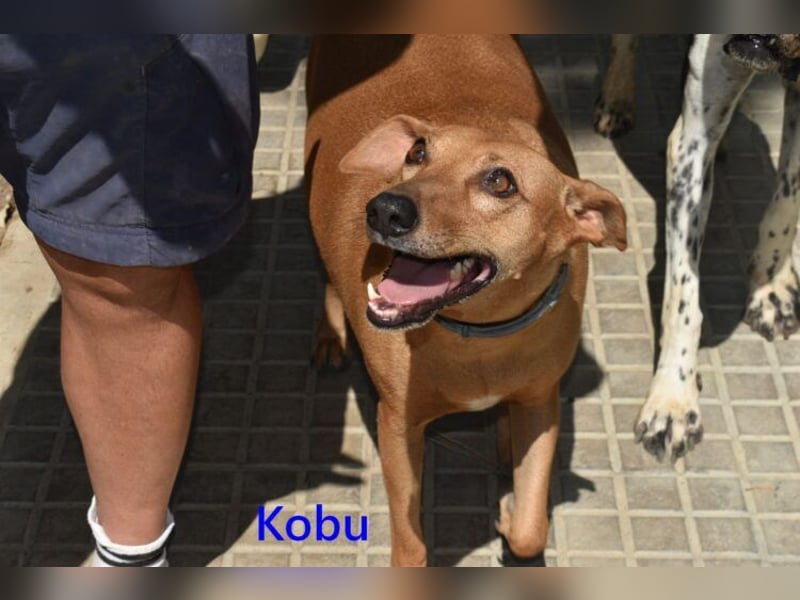 Kobu geb. 08/2023 (ESP) - menschenbezogener, wundervoller Podenco!