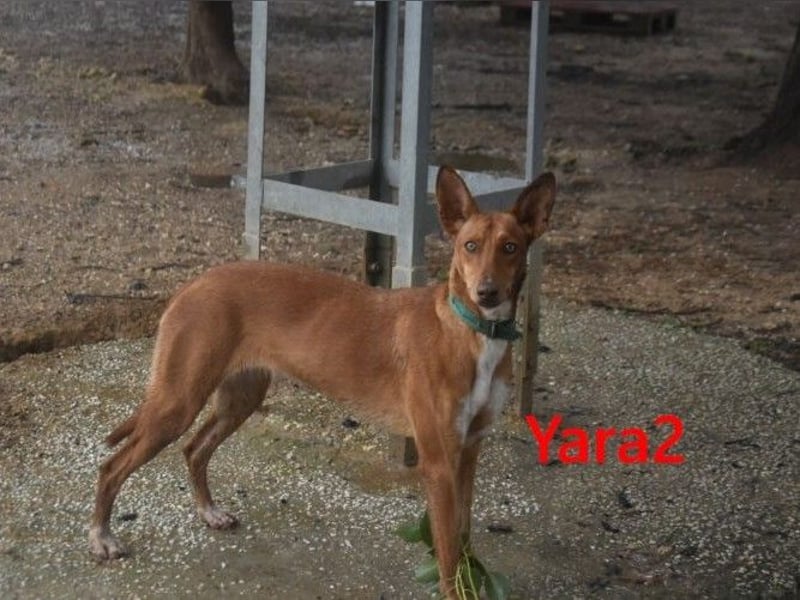 Yara2 geb. 05/2025 (ESP) - verspielte, wunderschöne Podenca sucht ihr Zuhause!