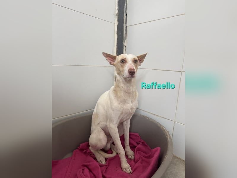 Raffaello geb. 02/2024 (ESP) - feiner, sensibler Podenco sucht sein Körbchen!
