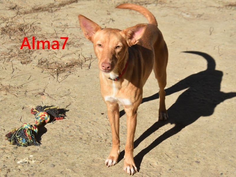 Alma7 geb. 06/2024 (ESP) - sanfte und sehr liebe Podenca!