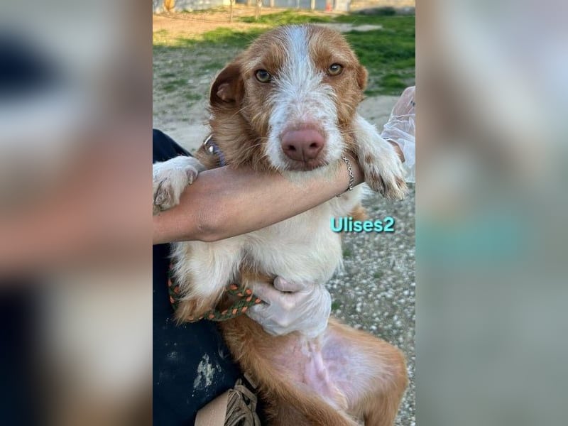 Ulises2 geb. 05/2025 (ESP) - fröhlicher und menschenbezogener Podenco Welpe sucht eine Familie!