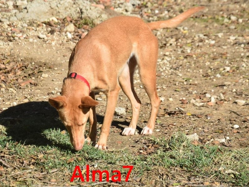 Alma7 geb. 06/2024 (ESP) - sanfte und sehr liebe Podenca!