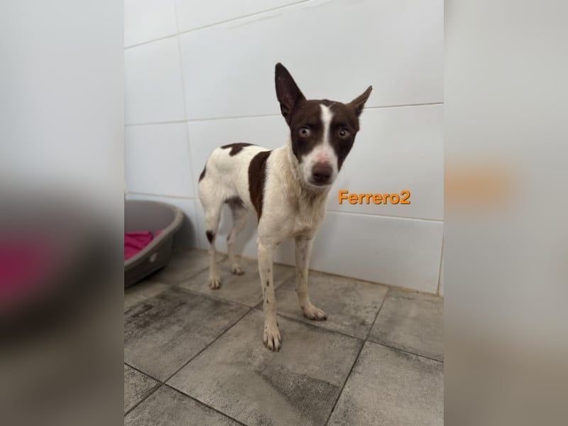 Ferrero geb. 05/2024 (ESP) - ausgeglichener, aufmerksamer Podenco!