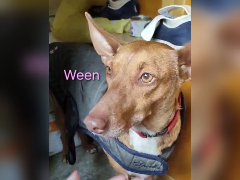 Ween geb. 10/2023 (ESP) - bildhübsche, verschmuste und fröhliche Podenca!