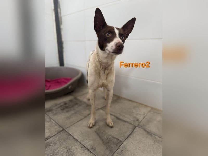 Ferrero geb. 05/2024 (ESP) - ausgeglichener, aufmerksamer Podenco!