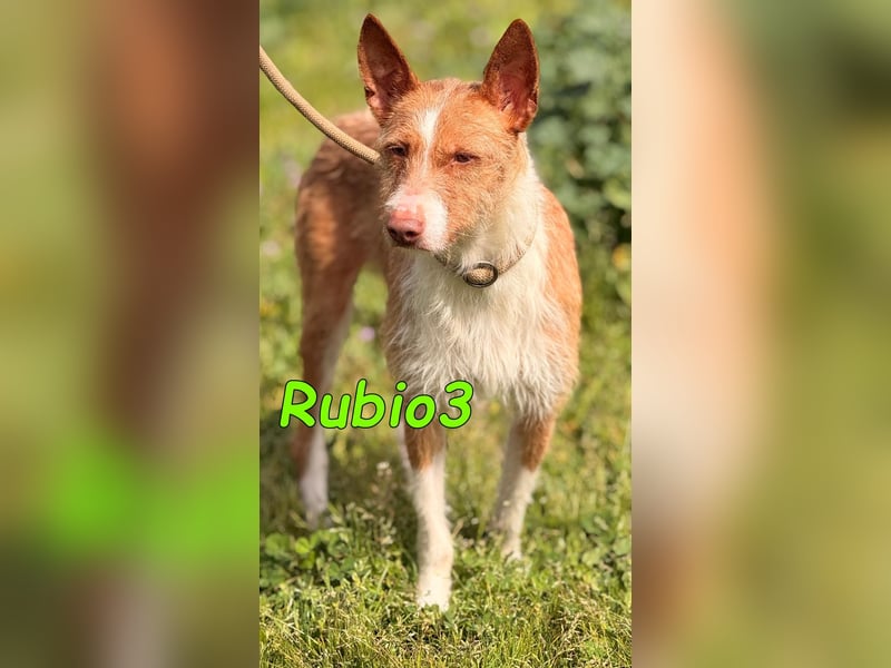 Rubio3 geb. 12/2024 (ESP) - freundlicher, kleiner Podenco-Rüde sucht sein Körbchen!