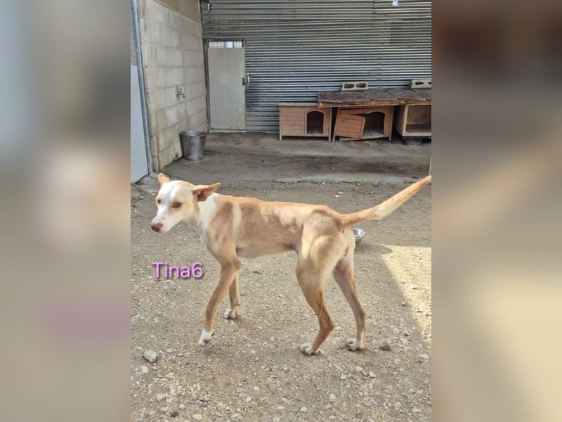 Tina6 geb. 09/2023 (ESP) - aktive, fröhliche, edle und sehr liebe Podenca sucht ein Zuhause!