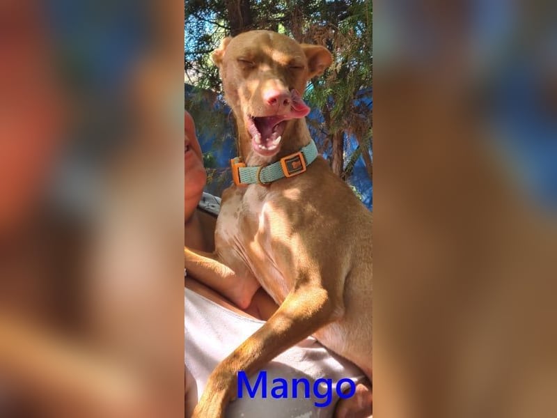 Mango geb. 07/2024 (ESP) - neugieriger und fröhlicher, tapferer Podenco!