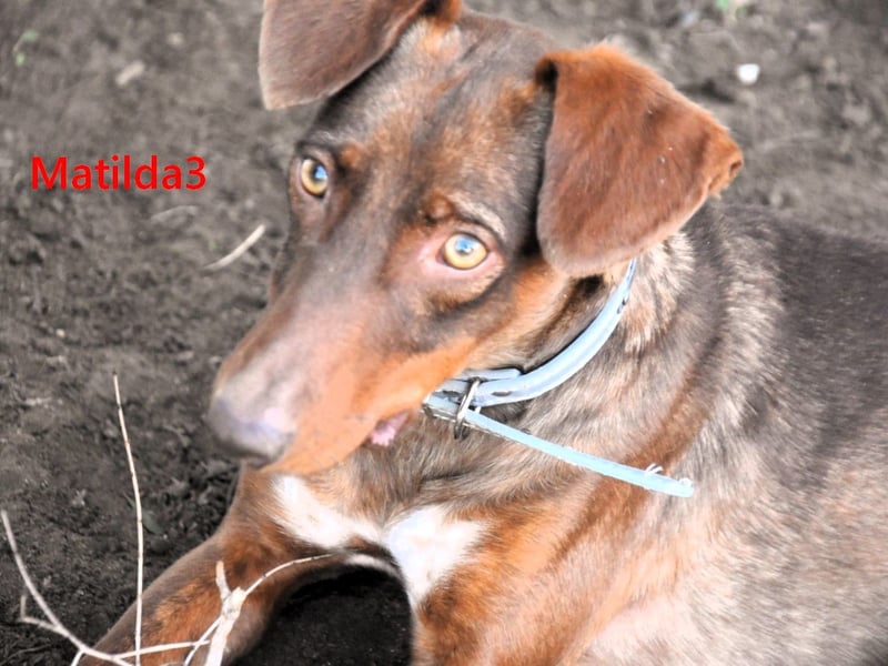 Matilda3 geb. 08/2024 (ESP) - liebenswerte, fröhliche und freundliche Podenca!