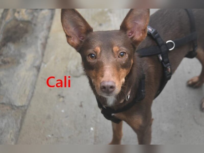 Cali geb. 05/2024 (ESP) - sehr süße, freundliche und menschenbezogene Podenco Orito Hündin!