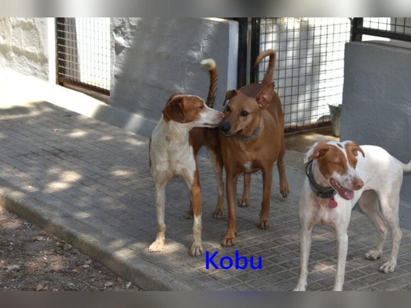 Kobu geb. 08/2023 (ESP) - menschenbezogener, wundervoller Podenco!