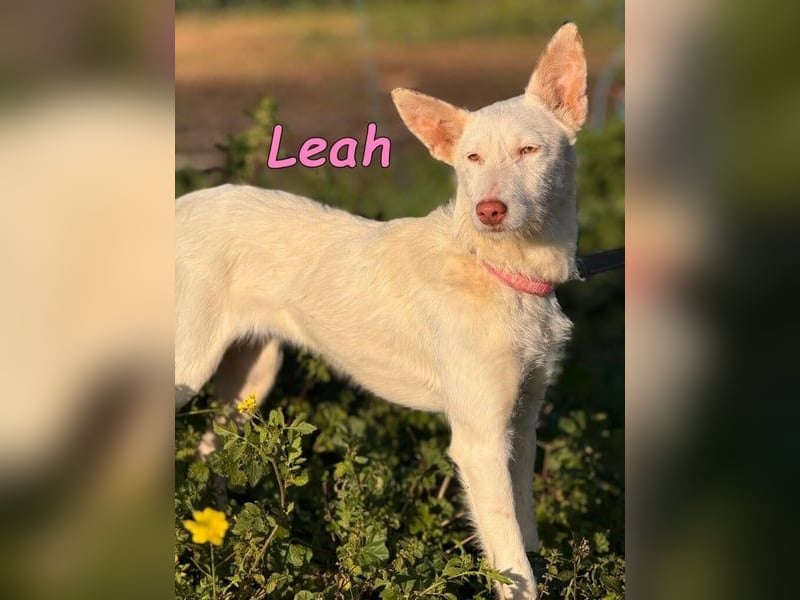 Leah geb. 07/2025 (ESP) - unkompliziert und wahnsinnig süß!