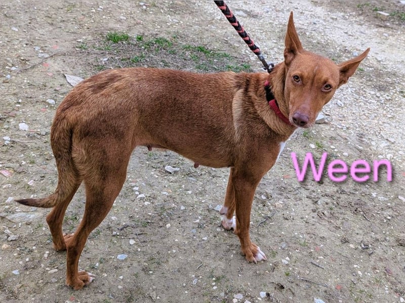 Ween geb. 10/2023 (ESP) - bildhübsche, verschmuste und fröhliche Podenca!