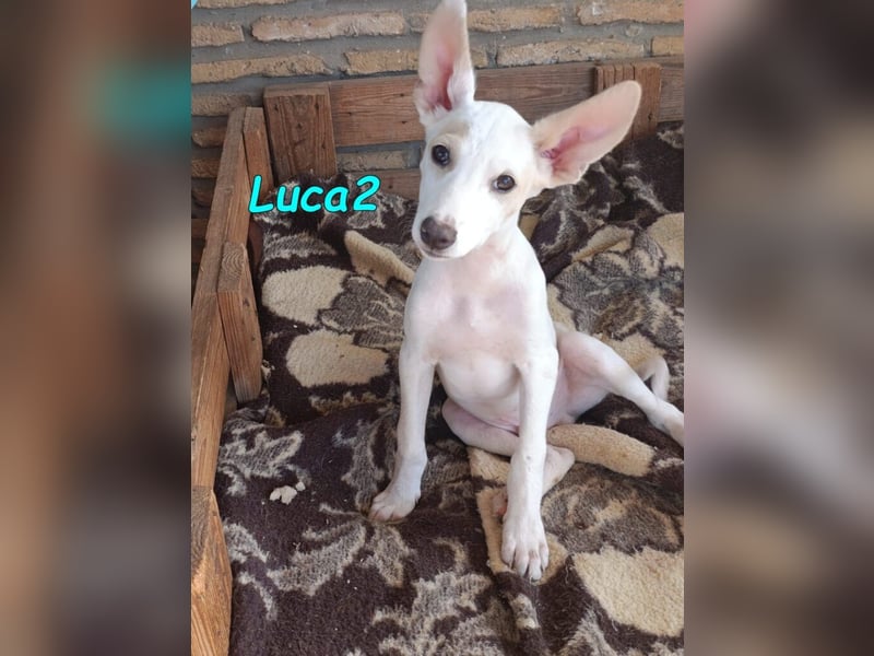 Luca2 geb. 01/2026 (ESP) - wunderschöner Podencojunge will ankommen!