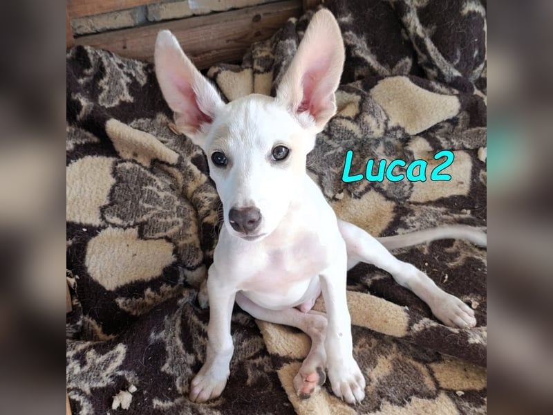 Luca2 geb. 01/2026 (ESP) - wunderschöner Podencojunge sucht dringend einen Platz!