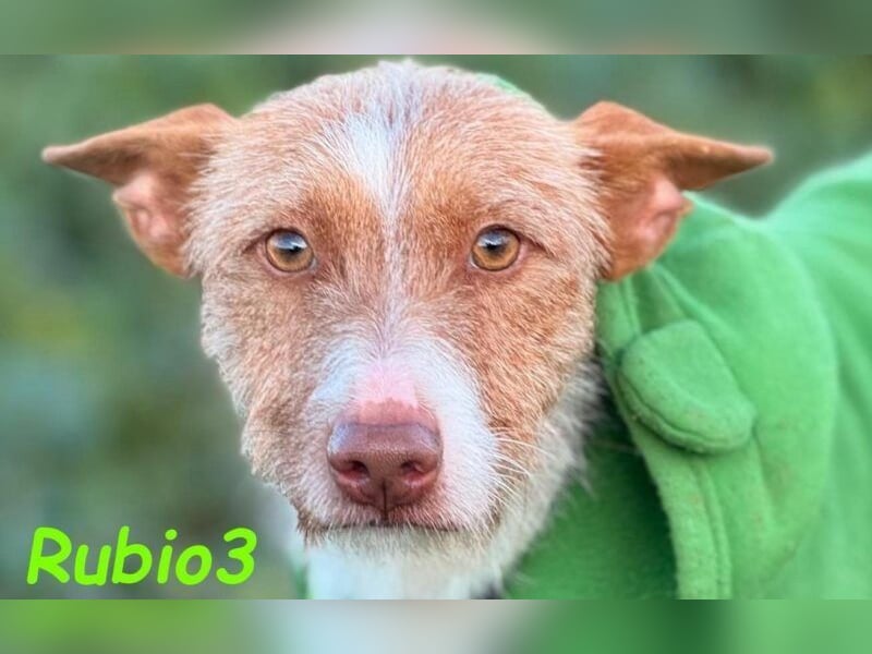 Rubio3 geb. 12/2024 (ESP) - freundlicher, kleiner Podenco-Rüde sucht sein Körbchen!