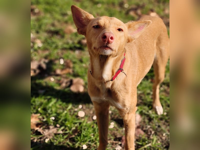 Alma7 geb. 06/2024 (ESP) - sanfte und sehr liebe Podenca!